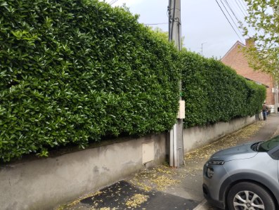 Avant élagage Béthune